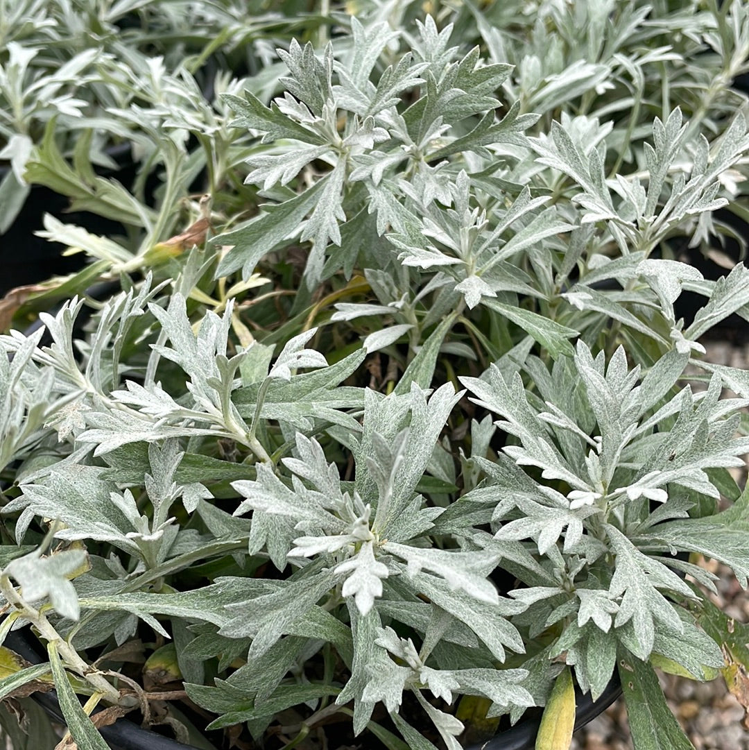 White Sagebrush (Artemisia ludoviciana) 11 Artemisia ludoviciana, Silver wormwood