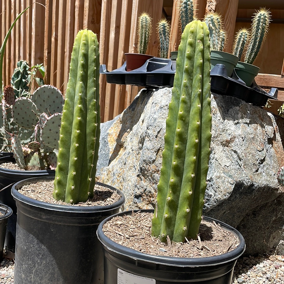 Echinopsis pachanoi San Pedro
