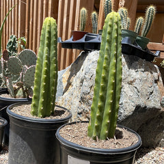 Echinopsis pachanoi San Pedro