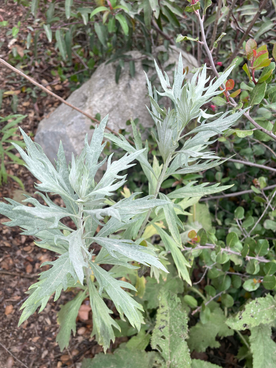 Artemisia douglasiana (Mugwort)