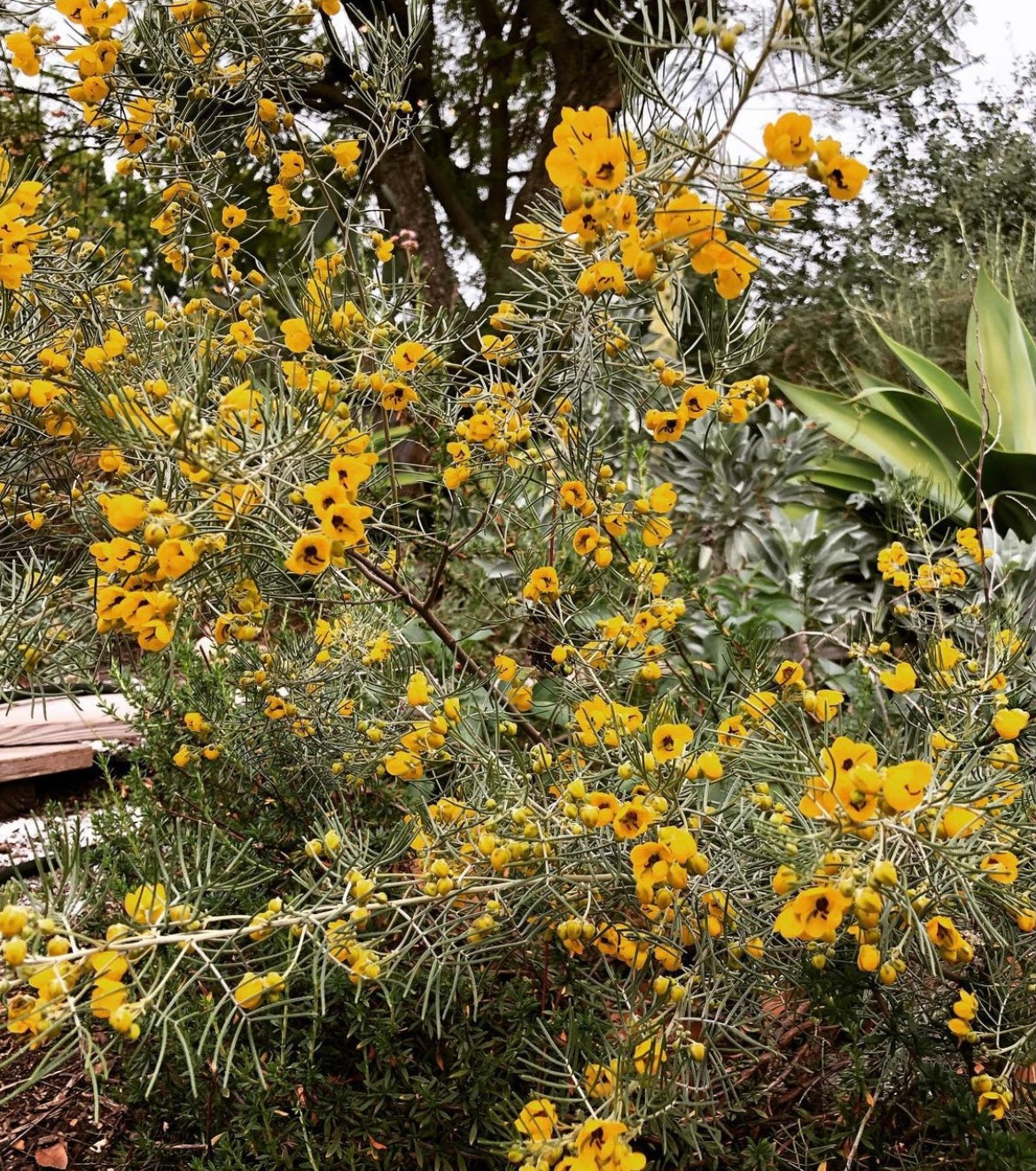 Senna Artemisiodes Flowers