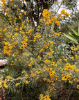 Senna Artemisiodes Flowers