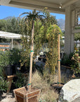 Molonglow  x Robusta Grafted Grevillea