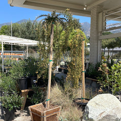 Molonglow  x Robusta Grafted Grevillea