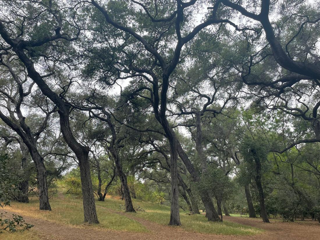 Quercus agrifolia, California oak