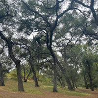 Quercus agrifolia, California oak