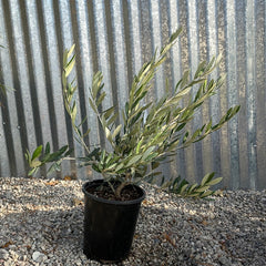 Olea europaea 'Little Ollie'