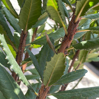 Comarostaphylis diversifolia, Summer Holly