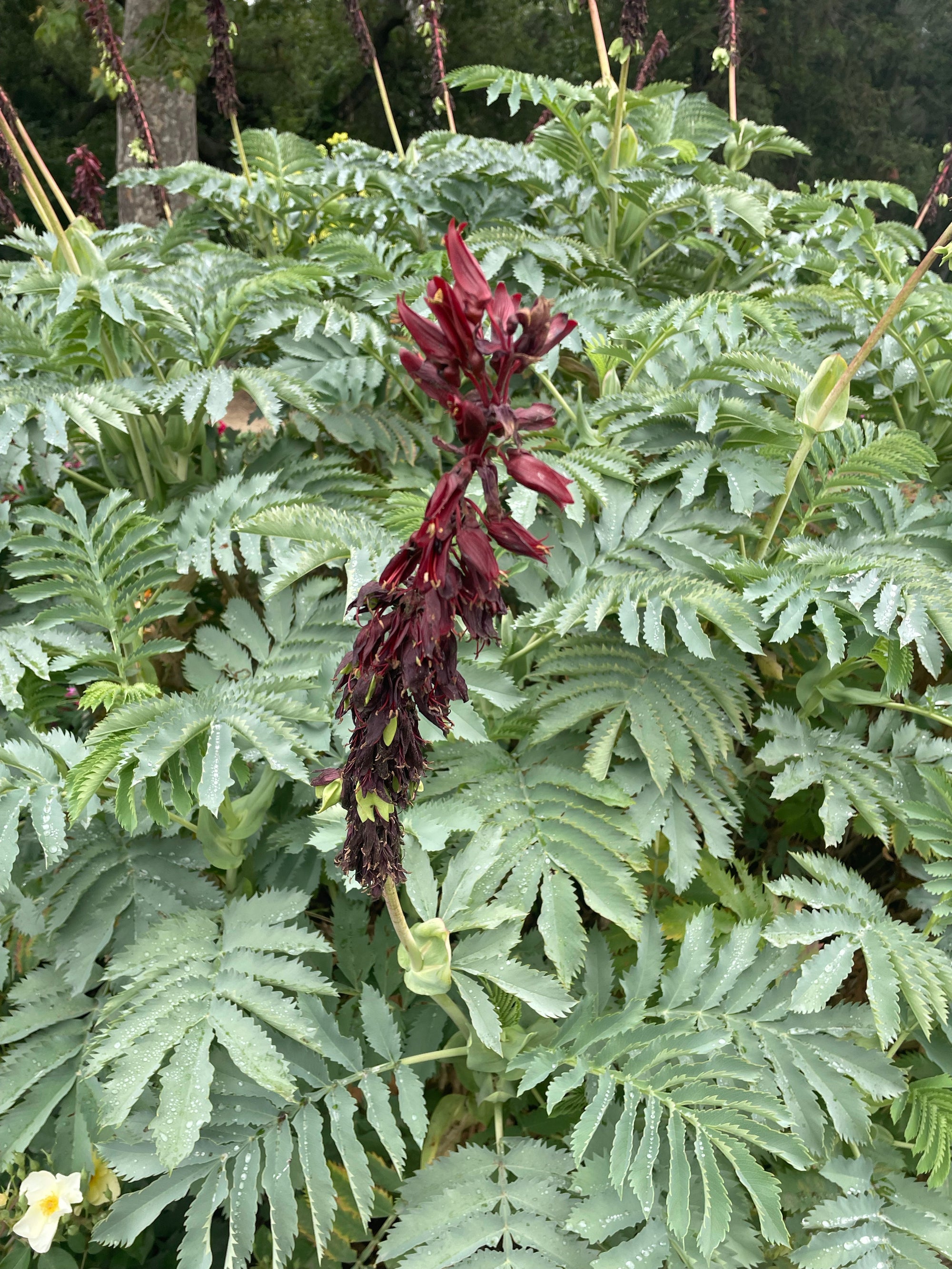plant material shot