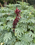 plant material shot
