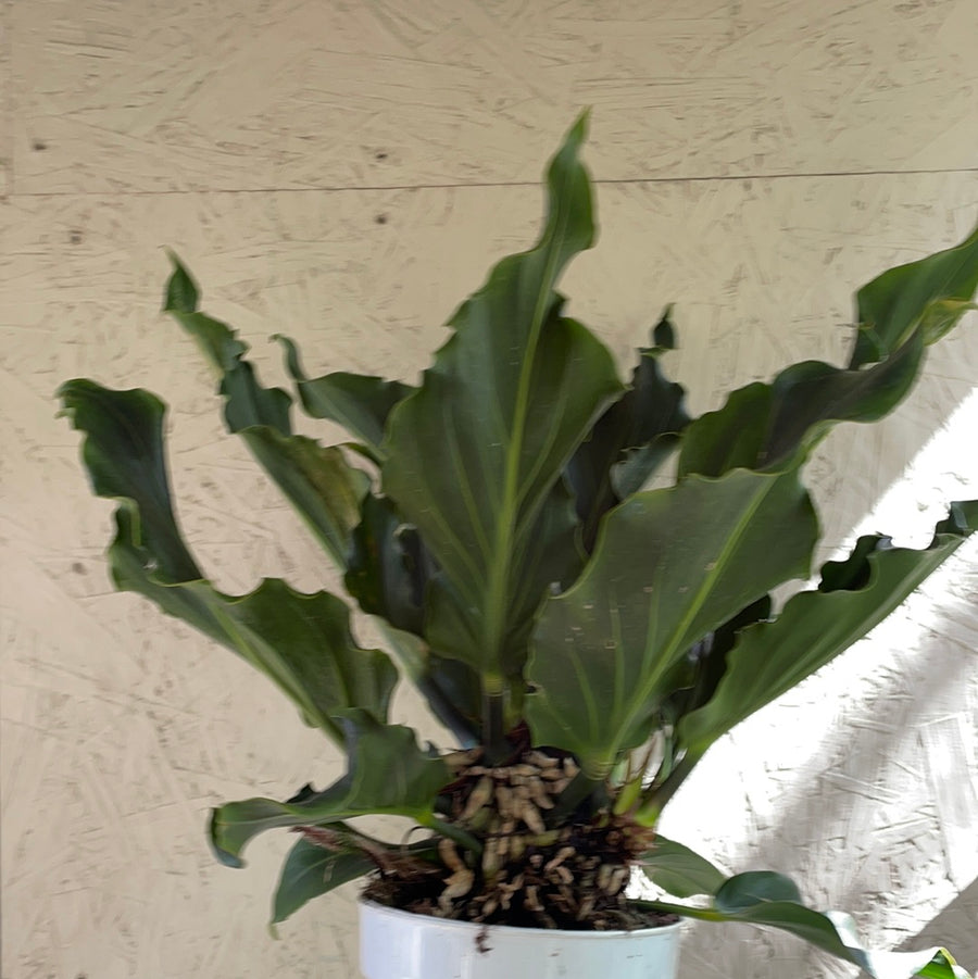 anthurium plowmannii Anthurium plowmanii