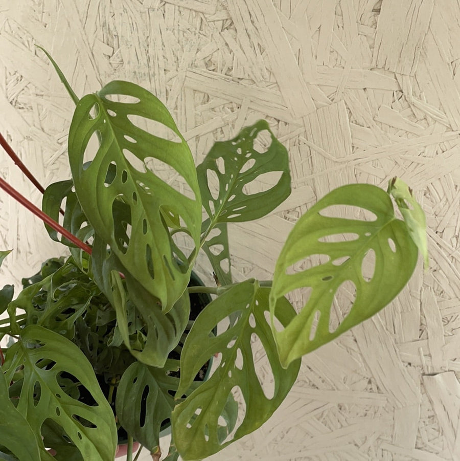 monstera adansonii vs swiss cheese philodendron Philodendron adansonii 'Swiss Cheese' – Plant Material