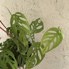 Philodendron adansonii 'Swiss Cheese' leaves