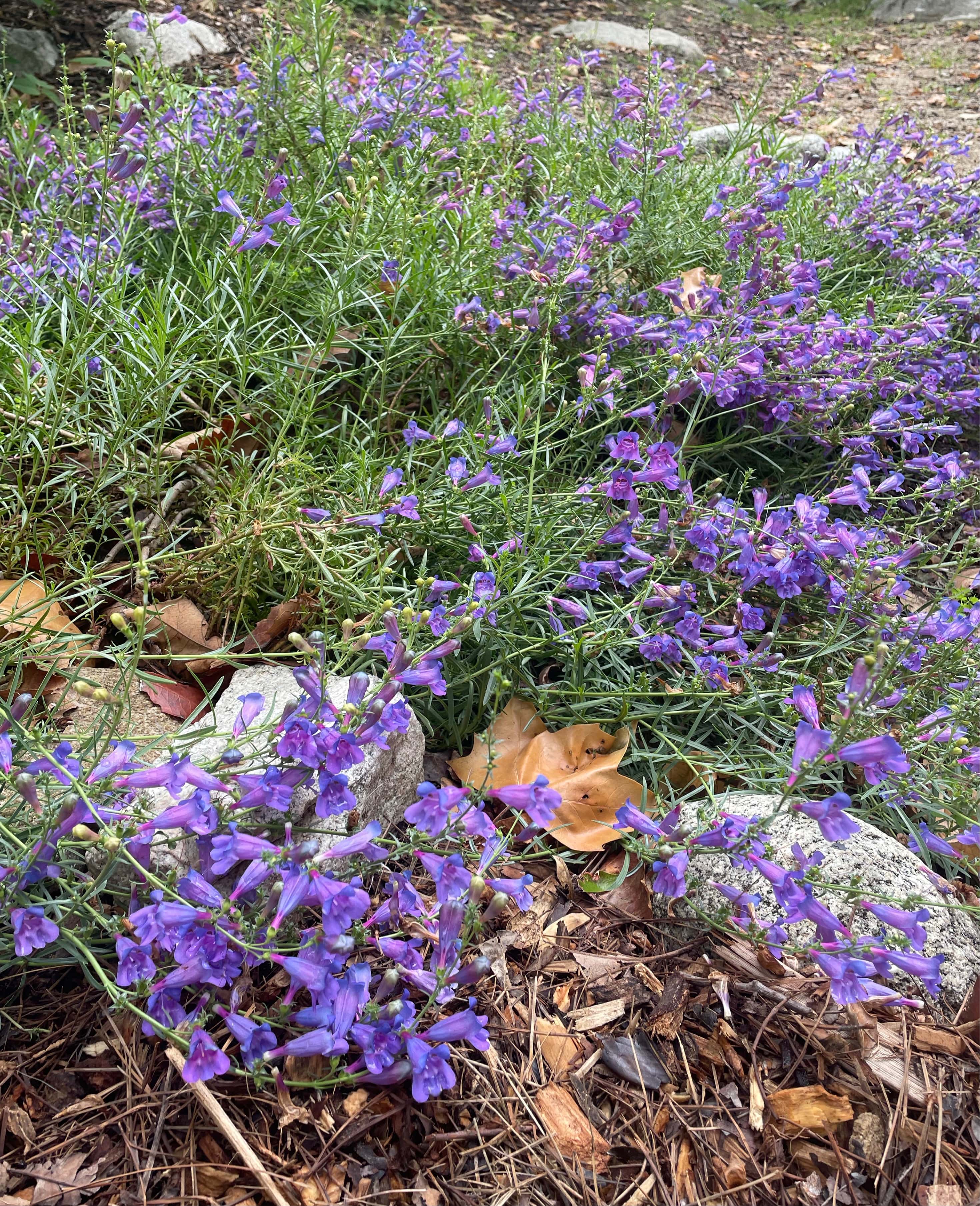 Penstemon heterophyllus 'Margarita Bop' , Blue Bedder – Plant Material