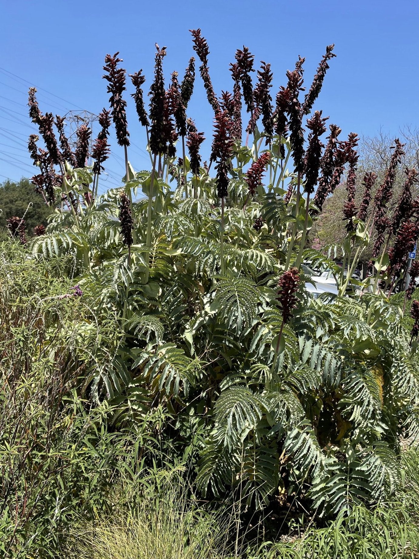 Plant Material Shot