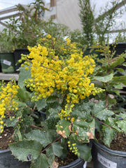Berberis 'Golden Abundance' Yellow flower
