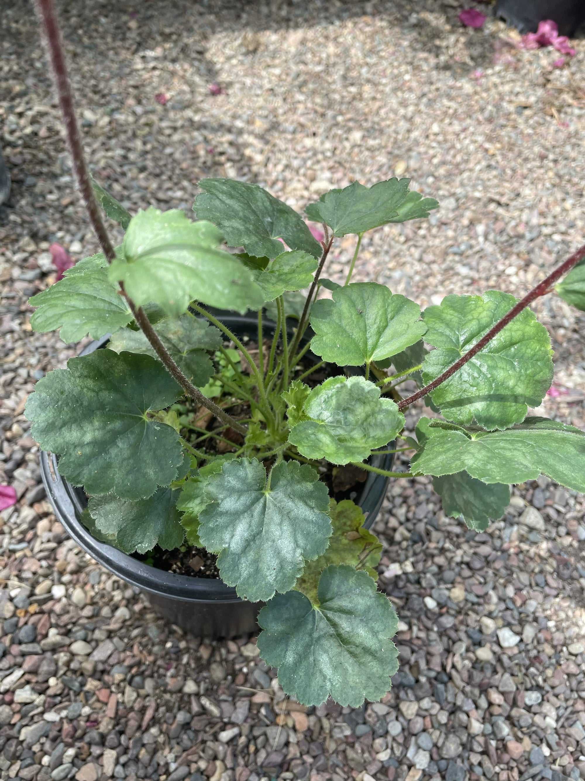 Heuchera 'Santa Ana Cardinal' Leaves
