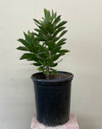 Leucospermum 'veldfire', Veldfire pincushion