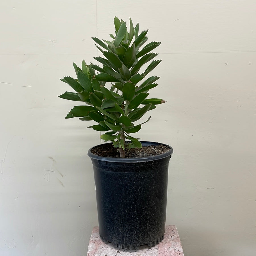 Leucospermum 'veldfire', Veldfire pincushion