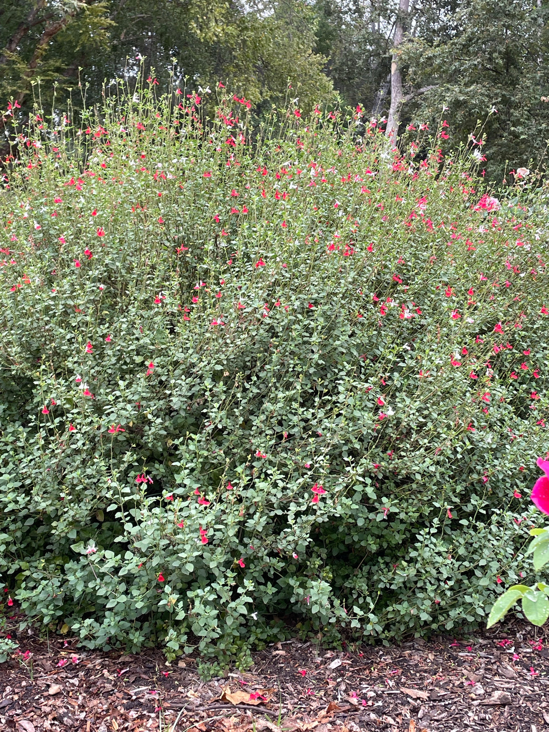 hot lips plant seeds Salvia microphylla 'Hot Lips' – Plant Material