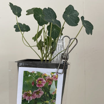 Certified Organic Lady Bird Nasturtium 4" Pot