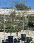 Acacia Willardiana, Palo Blanco