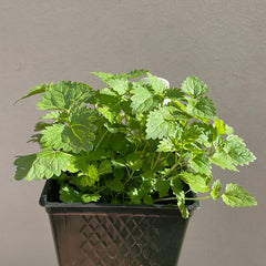 Organic Stinging Nettle  - Please call shop for availability