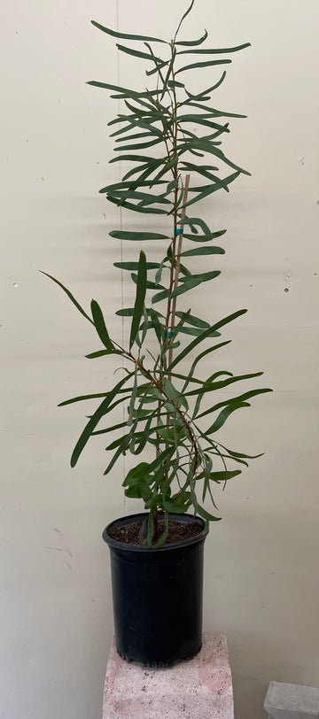 image_Hakea laurina, Pin-cushion Hakea 5 Gallon
