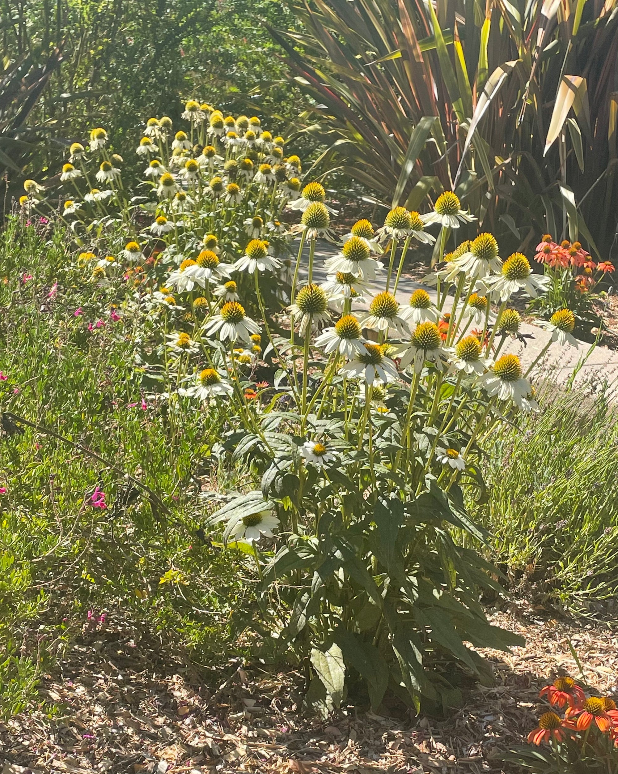 Echinacea 'Primadonna White'