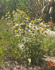 Echinacea 'Primadonna White'