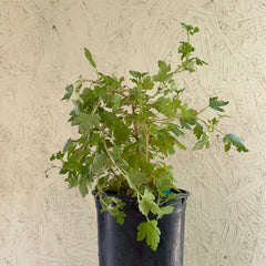 Ribes speciosum, Fuchsiaflower Gooseberry