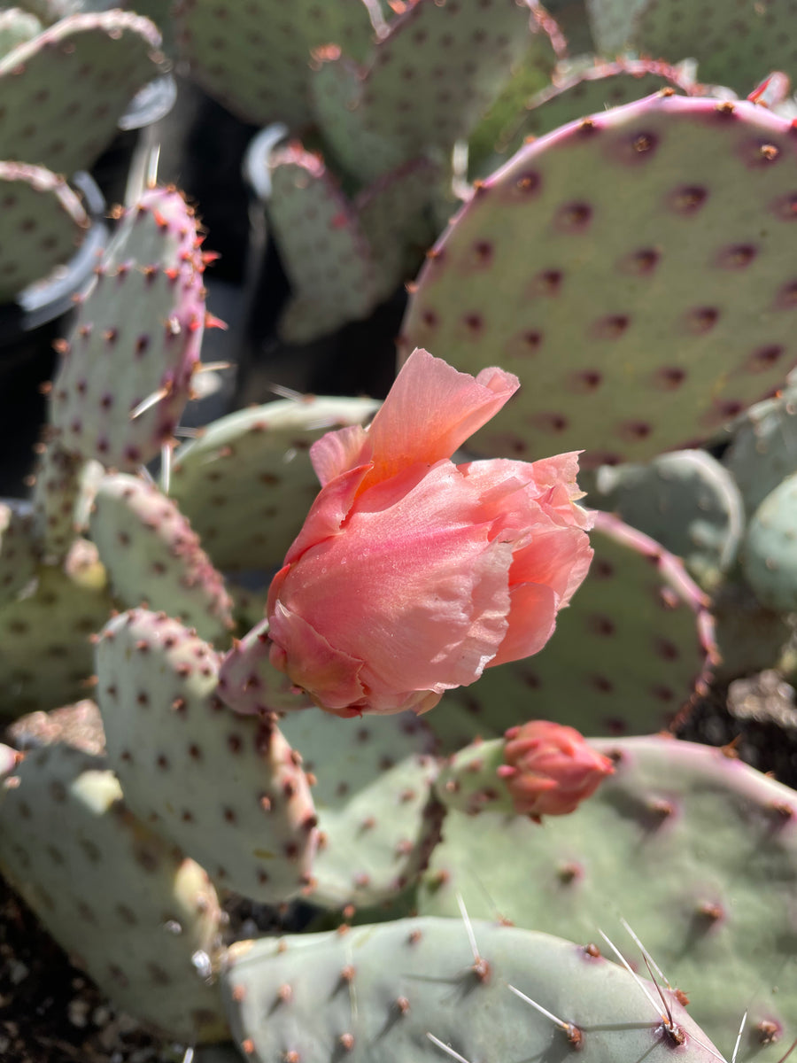 where to buy prickly pear cactus near me Opuntia santa-rita – Plant Material