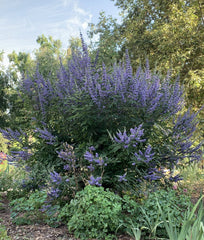 plant material shot