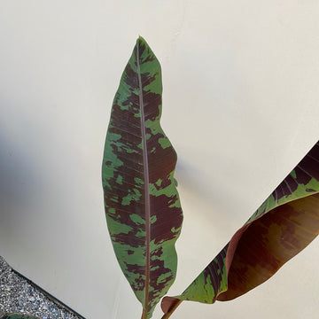Musa acuminata Zebrina, Striped Leaved Banana Plant