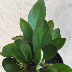 Peperomia  Red Margin