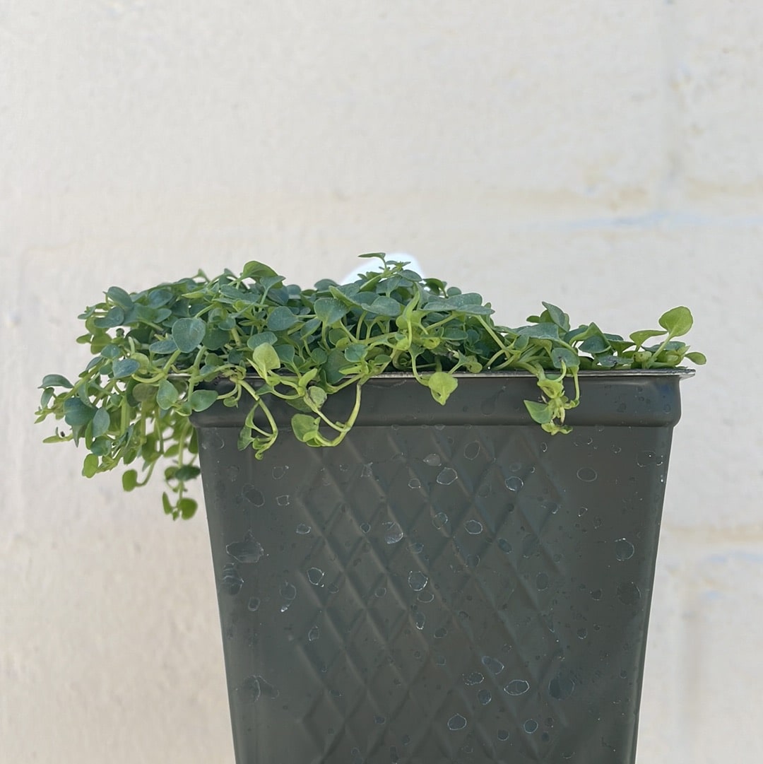 Certified Organic Corsican Mint 4" container