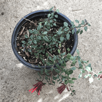 Monardella macrantha 'Marian Sampson'