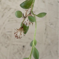 String of Tears (Sencio rowleyanus) flowering