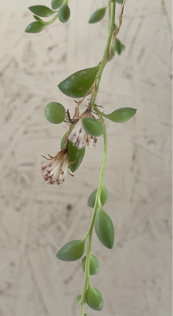 String of Tears (Sencio rowleyanus) flowering