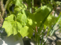 Sparrmannia africana, African Linden