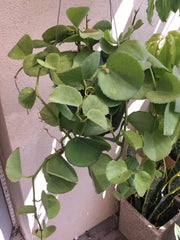 Cissus rotundifolia (sea grape vine)