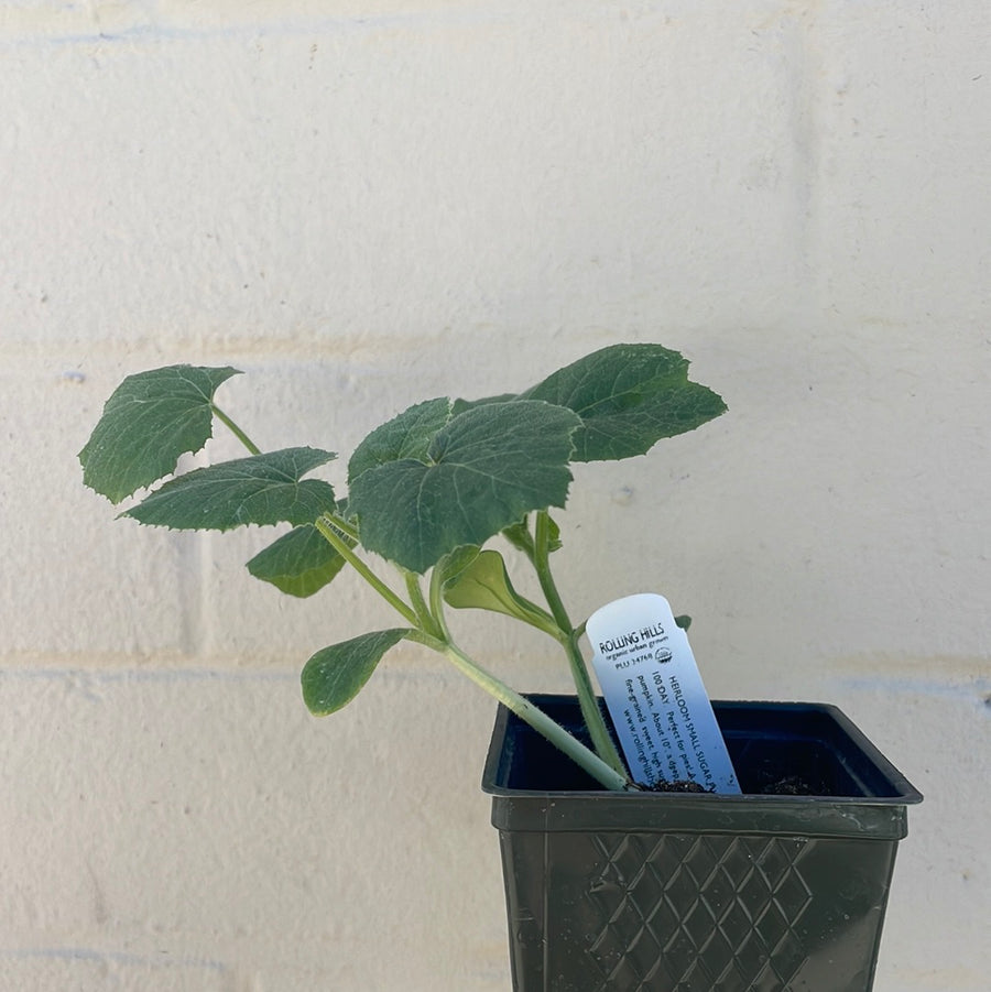 Organic Small Sugar Pumpkin 6 pack