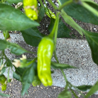 Organic Takara Shisito Pepper