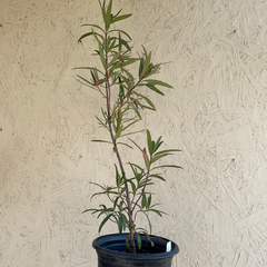 Ornithostaphylos oppositifolia