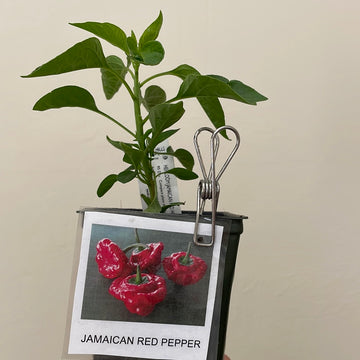Organic Jamaican Red Pepper