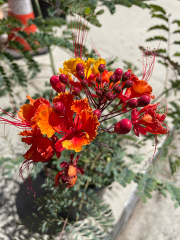 Caesalpinia pulcherrima- Red bird of paradise