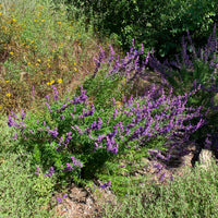 Trichostema lanatum (Woolly Blue Curls) Nature by Plant Material