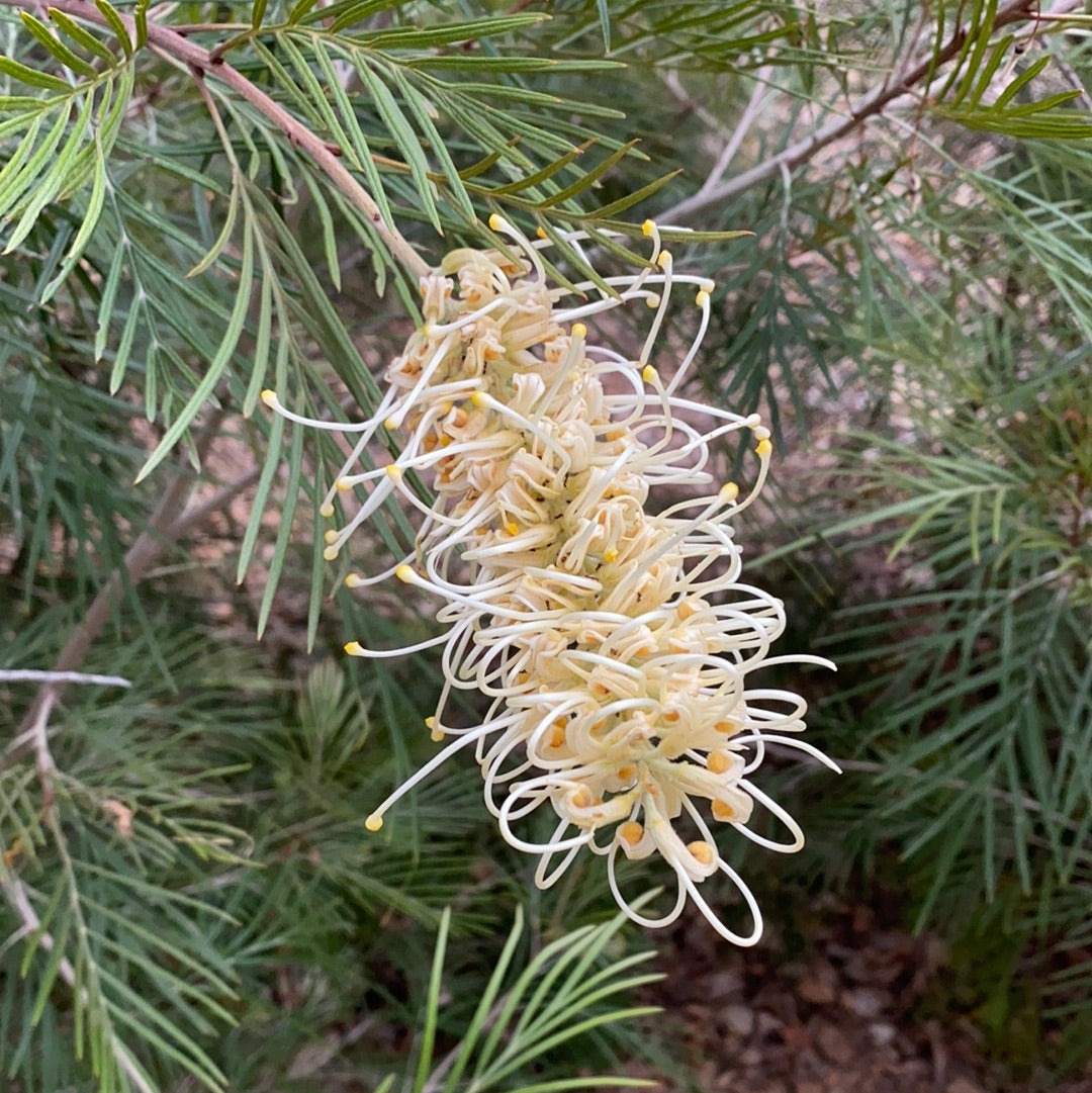 Grevillea 'Moonlight' – Plant Material