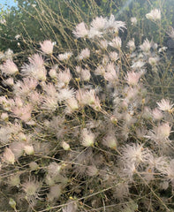 plant material shot