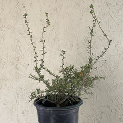 Lycium californicum, California Box Thorn 1 Gallon